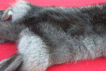 Load image into Gallery viewer, EXCEPTIONAL BLACK MALE ARCTIC WOLF - HAS FEET AND CLAWS - WLF1081
