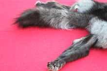 Load image into Gallery viewer, EXCEPTIONAL BLACK MALE ARCTIC WOLF - HAS FEET AND CLAWS - WLF1081