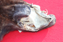 Load image into Gallery viewer, EXCEPTIONAL BLACK MALE ARCTIC WOLF - HAS FEET AND CLAWS - WLF1081