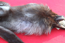 Load image into Gallery viewer, EXCEPTIONAL BLACK MALE ARCTIC WOLF - HAS FEET AND CLAWS - WLF1081