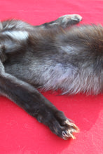 Load image into Gallery viewer, EXCEPTIONAL BLACK MALE ARCTIC WOLF - HAS FEET AND CLAWS - WLF1081