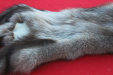 Load image into Gallery viewer, EXCEPTIONAL BLACK MALE ARCTIC WOLF - HAS FEET AND CLAWS - WLF1081