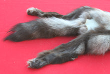 Load image into Gallery viewer, EXCEPTIONAL BLACK MALE ARCTIC WOLF - HAS FEET AND CLAWS - WLF1081