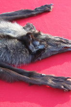 Load image into Gallery viewer, XXLARGE BLACK MALE ARCTIC WOLF - HAS FEET AND CLAWS - WLF1082