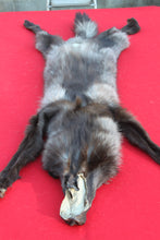 Load image into Gallery viewer, XXLARGE BLACK MALE ARCTIC WOLF - HAS FEET AND CLAWS - WLF1082