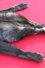 Load image into Gallery viewer, XXLARGE BLACK MALE ARCTIC WOLF - HAS FEET AND CLAWS - WLF1082