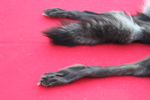 Load image into Gallery viewer, XXLARGE BLACK MALE ARCTIC WOLF - HAS FEET AND CLAWS - WLF1082