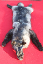 Load image into Gallery viewer, SPECTACULAR BLACK / SILVER FEMALE ARCTIC WOLF - WLF1085