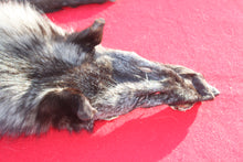 Load image into Gallery viewer, SPECTACULAR BLACK / SILVER FEMALE ARCTIC WOLF - WLF1085
