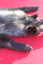 Load image into Gallery viewer, SPECTACULAR BLACK / SILVER FEMALE ARCTIC WOLF - WLF1085