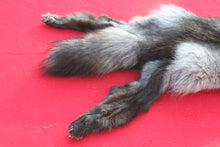 Load image into Gallery viewer, SPECTACULAR BLACK / SILVER FEMALE ARCTIC WOLF - WLF1085