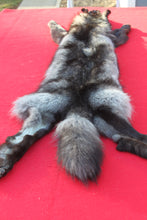 Load image into Gallery viewer, SPECTACULAR BLACK / SILVER FEMALE ARCTIC WOLF - WLF1085