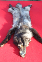Load image into Gallery viewer, SPECTACULAR BLACK / SILVER FEMALE ARCTIC WOLF - WLF1085