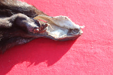 Load image into Gallery viewer, SPECTACULAR BLACK / SILVER FEMALE ARCTIC WOLF - WLF1085