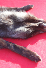 Load image into Gallery viewer, SPECTACULAR BLACK / SILVER FEMALE ARCTIC WOLF - WLF1085