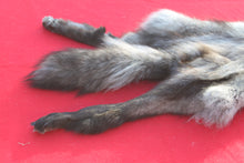 Load image into Gallery viewer, SPECTACULAR BLACK / SILVER FEMALE ARCTIC WOLF - WLF1085