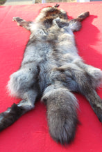 Load image into Gallery viewer, SPECTACULAR BLACK / SILVER FEMALE ARCTIC WOLF - WLF1085
