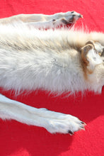 Load image into Gallery viewer, Canadian Arctic Wolf - Taxidermy Quality - WLF1061