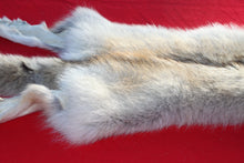 Load image into Gallery viewer, Canadian Arctic Wolf - Taxidermy Quality - WLF1061