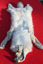 Load image into Gallery viewer, Canadian Arctic Wolf - Taxidermy Quality - WLF1061
