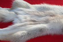 Load image into Gallery viewer, Canadian Arctic Wolf - Taxidermy Quality - WLF1061