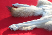 Load image into Gallery viewer, Canadian Arctic Wolf - Taxidermy Quality - WLF1061