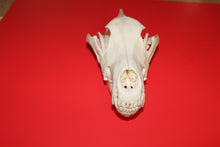 Load image into Gallery viewer, XXXXL Wolf Skull - Huge Alpha Male - WLS1009D