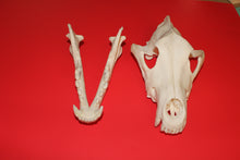 Load image into Gallery viewer, XXXXL Wolf Skull - Huge Alpha Male - WLS1009D