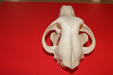 Load image into Gallery viewer, XXXXL Wolf Skull - Huge Alpha Male - WLS1009D