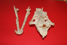 Load image into Gallery viewer, XXXXL Wolf Skull - Huge Alpha Male - WLS1009D