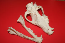 Load image into Gallery viewer, XXXXL Wolf Skull - Huge Alpha Male - WLS1009D