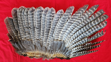 Load image into Gallery viewer, Wild Turkey Wings