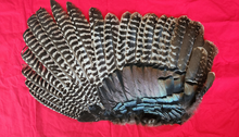 Load image into Gallery viewer, Wild Turkey Wings
