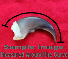 Load image into Gallery viewer, Black Bear Claws - Fronts - Blonde Color