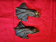Load image into Gallery viewer, Mummified Animal Feet