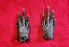 Load image into Gallery viewer, Mummified Animal Feet