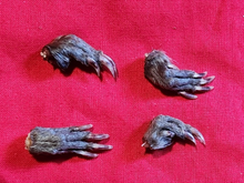 Load image into Gallery viewer, Mummified Animal Feet