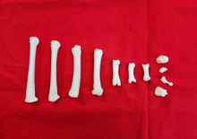 Load image into Gallery viewer, Wolf Foot - Toe - Ankle Bones