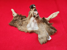 Load image into Gallery viewer, White-Tail Deer Head - Buck