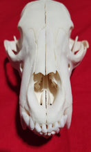 Load image into Gallery viewer, Small Black Bear Skull - BBS1024