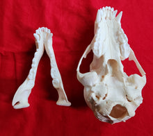 Load image into Gallery viewer, XS Black Bear Skull - SUBADULT - BBS1022
