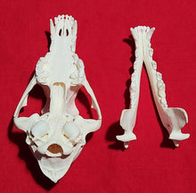 Load image into Gallery viewer, XXXL Coyote Skull - CYS1009