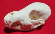 Load image into Gallery viewer, Wolf PUP Skull - WLS1009