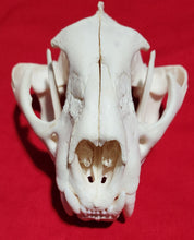 Load image into Gallery viewer, JUMBO Cougar Skull - MLS1024