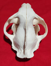 Load image into Gallery viewer, JUMBO Cougar Skull - MLS1024