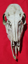Load image into Gallery viewer, Large Whitetail Deer Doe Skull - Nature Cleaned - DES1008