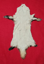 Load image into Gallery viewer, Small Badger - HAS FEET AND CLAWS - BDG1005