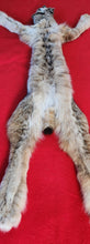 Load image into Gallery viewer, Canadian Lynx - Taxidermy Quality - LYX1002