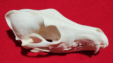 Load image into Gallery viewer, XXXL Coyote Skull - CYS1008
