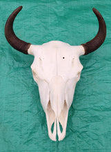 Load image into Gallery viewer, Buffalo Skull - UPPER Skull